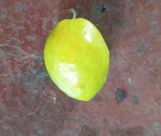 Grow and care jujube plant