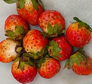 Read more about the article How to Grow and care strawberry