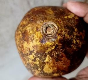 Read more about the article Side Effects of Bael fruts