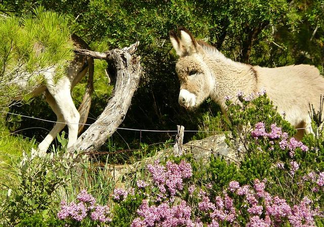 Flora and fauna