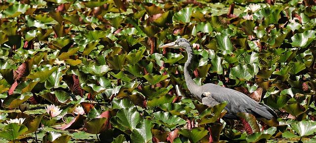 Flora and fauna