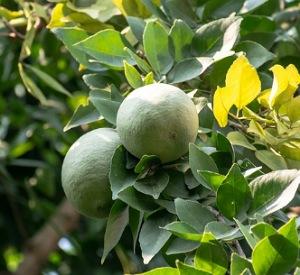 Benefits of Bael/wood Apple plant and fruits