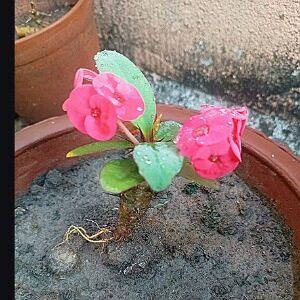Read more about the article Resilient Beauty of Euphorbia milii, the Crown of Thorns Plant”