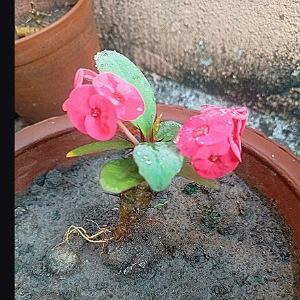 Euphorbia milii, the Crown of Thorns Plant