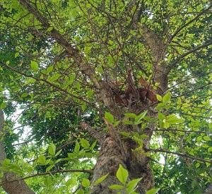 Bael plant