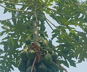 Papaya plant